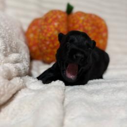 Bella - Black female Scottish Terrier puppy in Stanford, Kentucky from Bluegrass Scottish Terriers
