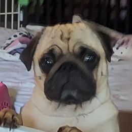 Pearl - Pug