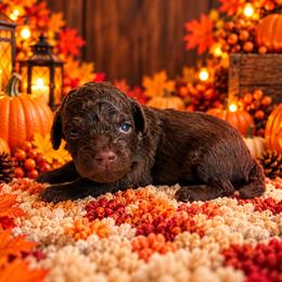 Denver - Chocolate male Cavapoo puppy in Myrtle Beach, South Carolina from Colorful-K9'S