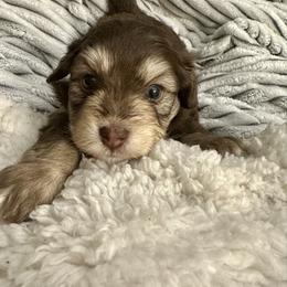 Kristoff - Red tri-color male Aussiedoodle puppy in Castalia, Iowa from K&K Kennels