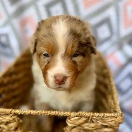 Lily - Red merle female Australian Shepherd puppy in Clover, South Carolina from Jo’s Aussies