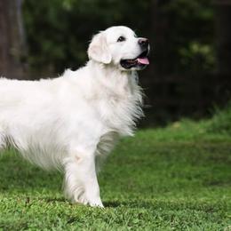 Golden Retrievers from Snow Creek Goldens