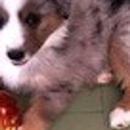 Miniature American Shepherds from Ayers Rock Kennel