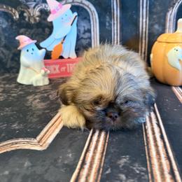 Adriana - Liver female Shih Tzu puppy in Success, Missouri from Sweet Success