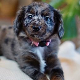 Aussiedoodle, Golden Aussiedoodle, and Goldendoodle Puppies from Miami Mini Doodles