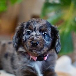 Aussiedoodle, Golden Aussiedoodle, and Goldendoodle Puppies from Miami Mini Doodles