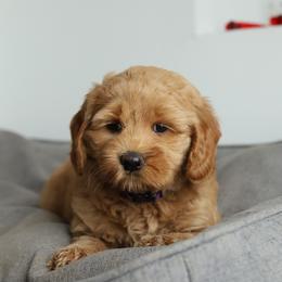 Purple - Caramel female Australian Labradoodle puppy in Williamstown, New York from Lewis Manor Labradoodles