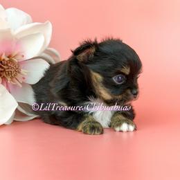 Algor - Black and tan male Chihuahua puppy in Anderson, South Carolina from Lil Treasures Chihuahuas