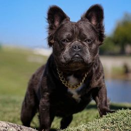 French Bulldogs from Nicky Gee frenchies