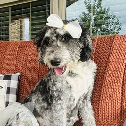 Luna - Aussiedoodle