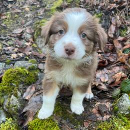 Brownie - Red tri-color male Australian Shepherd puppy in Grants Pass, Oregon from Carmel Mountain Aussies