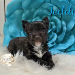 Teddy - Liver male Yorkshire Terrier puppy in Austin, Texas from Rhine Valley Yorkies