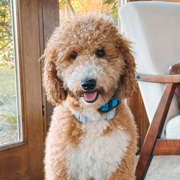 Indy - Goldendoodle