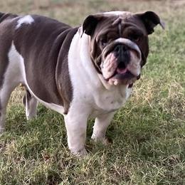 Bulldog and French Bulldog All Grown Up from Fancy Like Frenchies