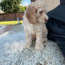 Australian Labradoodle Puppies from QuiSal Labradoodles