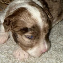 Jay man - Red merle male Aussiedoodle puppy in Arrington, Tennessee from Tumblin T Aussies and Aussiedoodles
