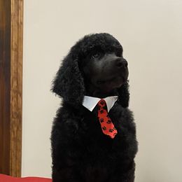 Poodle Puppies from D and D Standard Poodles