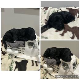 Black Abstract Girl - Black female Goldendoodle puppy in Lancaster, South Carolina from Silver Hill Farm SC