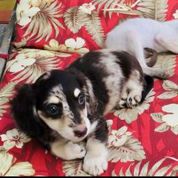 Dachshund Puppies from Meldox