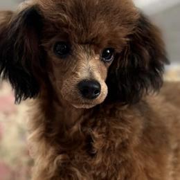 Aussiedoodles and Poodles from Mountaintop Paws