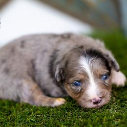 Malibu - Blue merle female Toy Australian Shepherd puppy in Granbury, Texas from Best Little Aussies