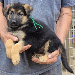 Green Boy - Black and tan male German Shepherd puppy in Lake George, Colorado from High Country German Shepherds