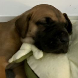 Great Danes from Wil-Tor Great Danes