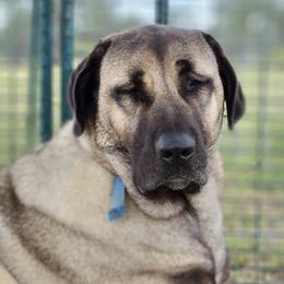 Anatolian Shepherd Dogs from Critter Love® Anatolians