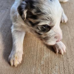 Jett - Red merle male Bordoodle puppy in New Oxford, Pennsylvania from The Weekend Farm