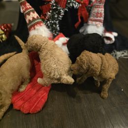 Labradoodle Puppies from PH&K