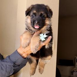 Teal collar - Black and red female German Shepherd puppy in Stockton, California from Zaragoza German Shepherds