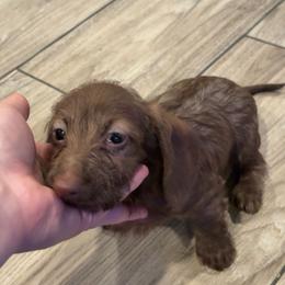 Chocolate wirehair - Chocolate male Dachshund puppy in Runge, Texas from Broken Diamond J Farms