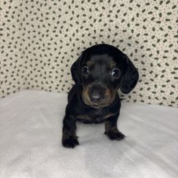 Kaden - Black and tan male Dachshund puppy in Mountain Grove, Missouri from Happy Hounds and More🐾