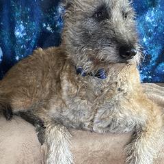 Belgian Laekenois from Kettle Moraine Laekenois Wisconsin