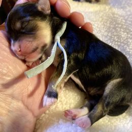 Maltipoo, Morkie, and Yorkipoo Puppies from Danza Bolo
