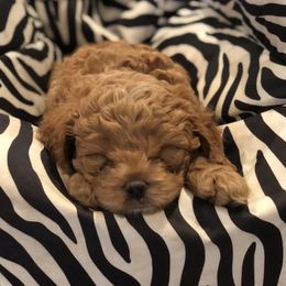 Cavachon, Cavalier King Charles Spaniel, and Cavapoo Puppies from Comfort Cavs