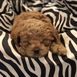 Cavachon, Cavalier King Charles Spaniel, and Cavapoo Puppies from Comfort Cavs