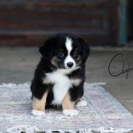 Shuffle - Black tri male Miniature Australian Shepherd puppy in Prague, Oklahoma from Clay Creek Aussies
