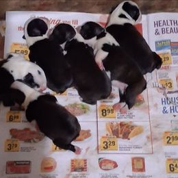 Boston Terrier puppies from Battlefield Kennels