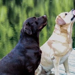 Labrador Retriever All Grown Up from Lake Julia Labradors