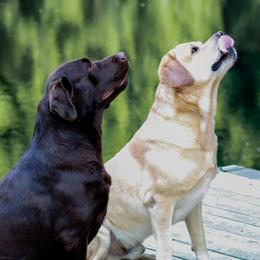 Labrador Retriever All Grown Up from Lake Julia Labradors