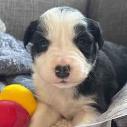 Till - Black and white male Border Collie puppy in Mckinney, Texas from Border Collies of Ruidoso