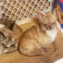 Taz - Chihuahua