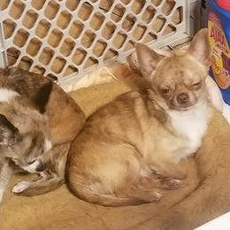 Taz - Chihuahua