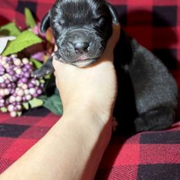 Timon - Black male Great Dane puppy in Scottsburg, Virginia from Virginia Great Danes