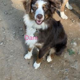 Bonnie - Miniature Australian Shepherd