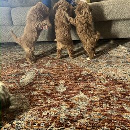 Goldendoodle Puppies from C.P. Puppy Buddies