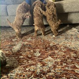 Goldendoodle Puppies from C.P. Puppy Buddies