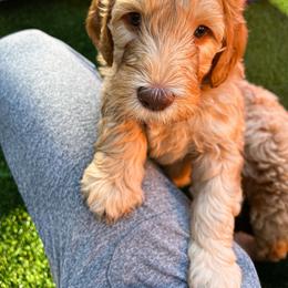 Goldendoodle Puppies from Lundee Doodles