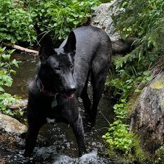 Mara - Belgian Malinois